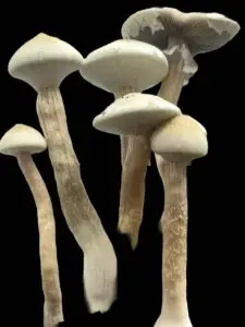 cubensis Albino A+ mushroom spores