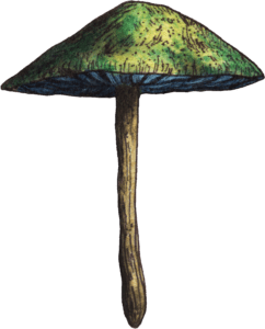 Magic Mushroom Spores For Sale