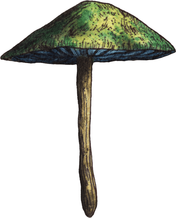 Magic Mushroom Spores For Sale