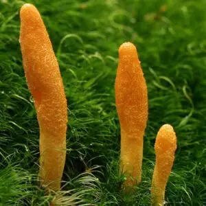 Cordyceps militaris