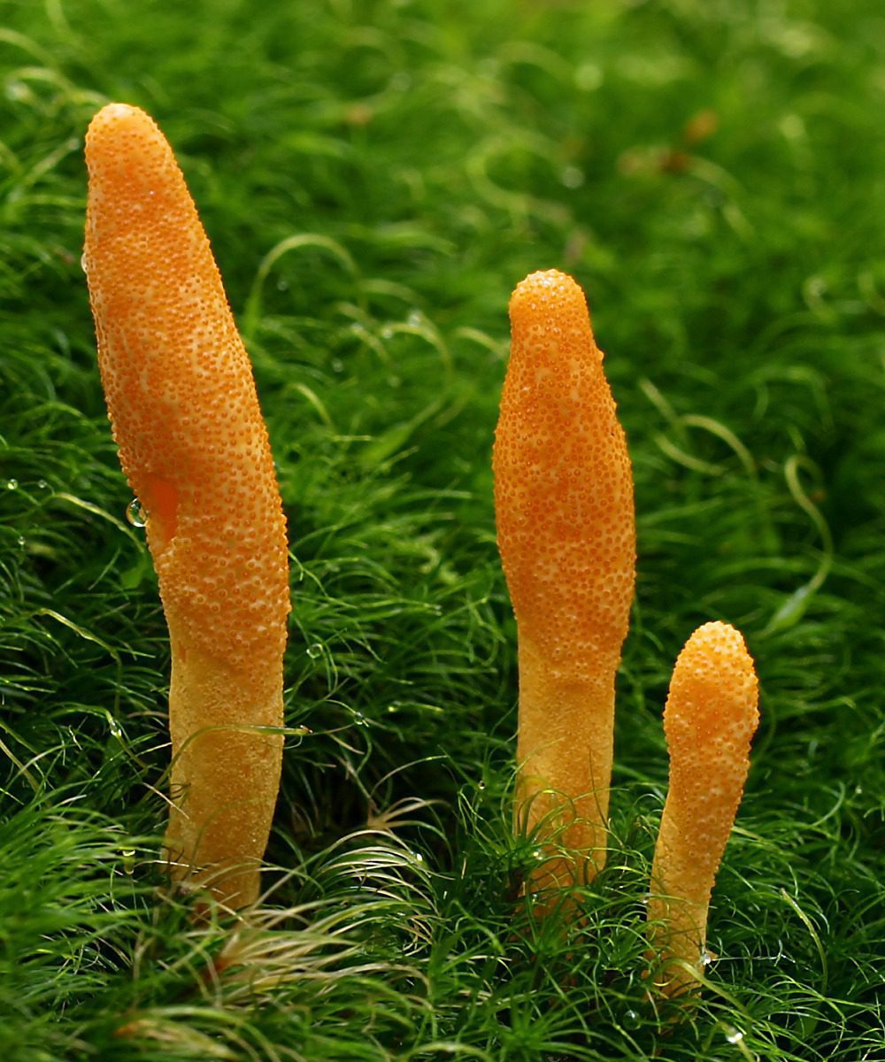 Cordyceps militaris