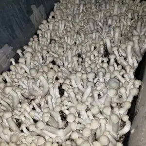 Psilocybe Cubensis The Spore Depot