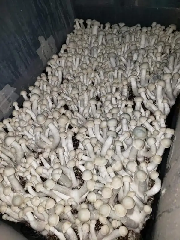 Psilocybe Cubensis The Spore Depot