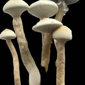 psilocybe cubensis Rusty Whyte spore swabs