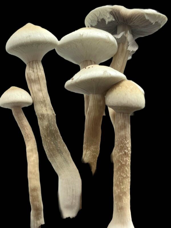 psilocybe cubensis Rusty Whyte spore swabs