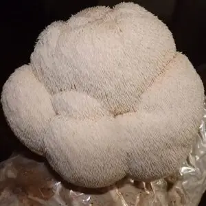 Lions Mane Mushroom