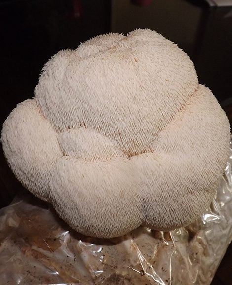 Lions Mane Mushroom