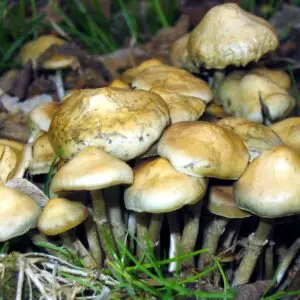 psilocybe ovoideocystidiata spore syringe