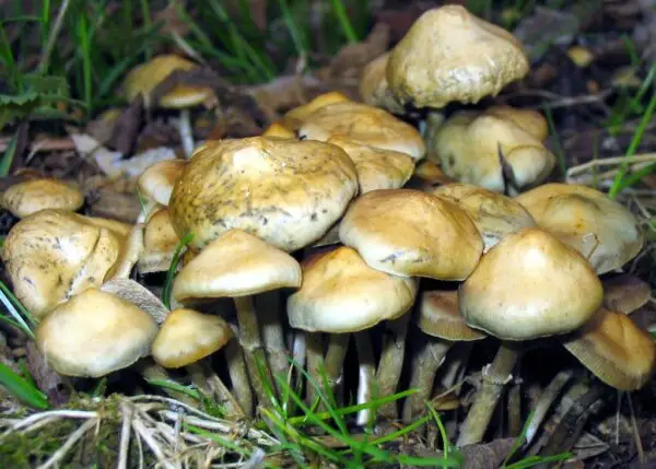 psilocybe ovoideocystidiata spore syringe