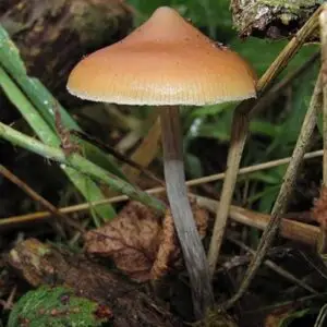 psilocybe azurescens spore syringe