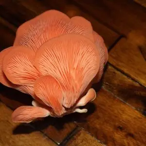 Pink oyster mushroom