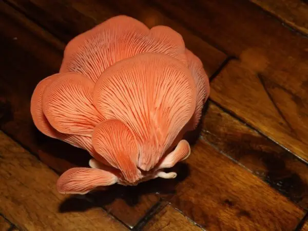 Pink oyster mushroom