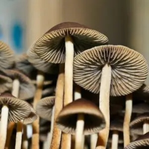 b+ cubensis vs. golden teacher mushrooms: