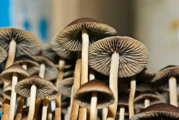 b+ cubensis vs. golden teacher mushrooms: