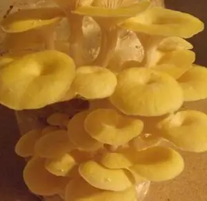 Golden oyster mushroom