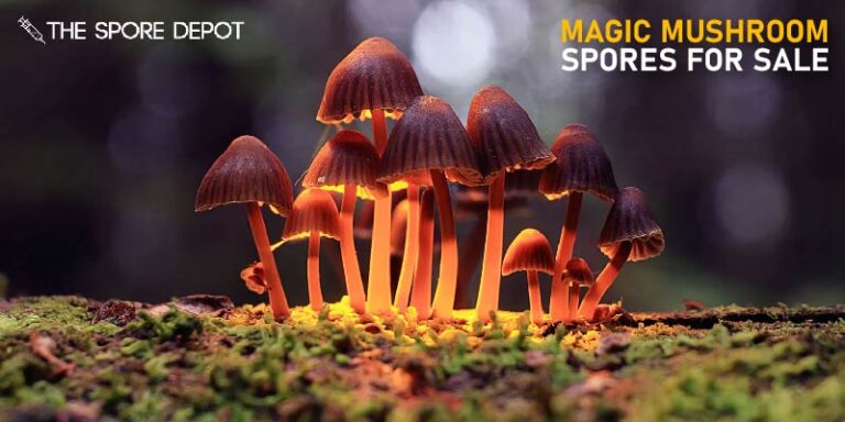 What are magic mushrooms| Buy magic mushroom spores for sale