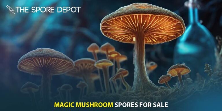 Magic Mushroom Spores for Sale | Ethical Sourcing of Magic Mushroom Spores for Research