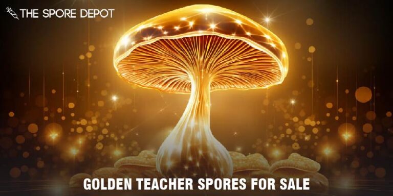 Buy High-Quality Golden Teacher Spores for Sale