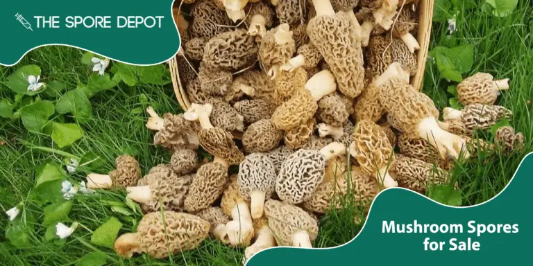 mushroom spores for sale