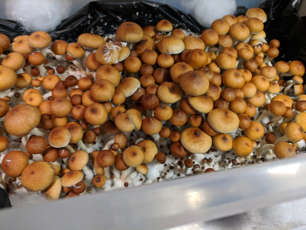 B+ Mushrooms