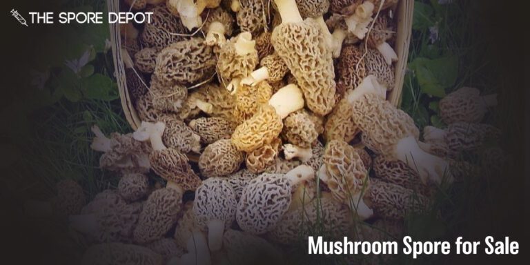 Buy online mushroom spore for sale for your next research
