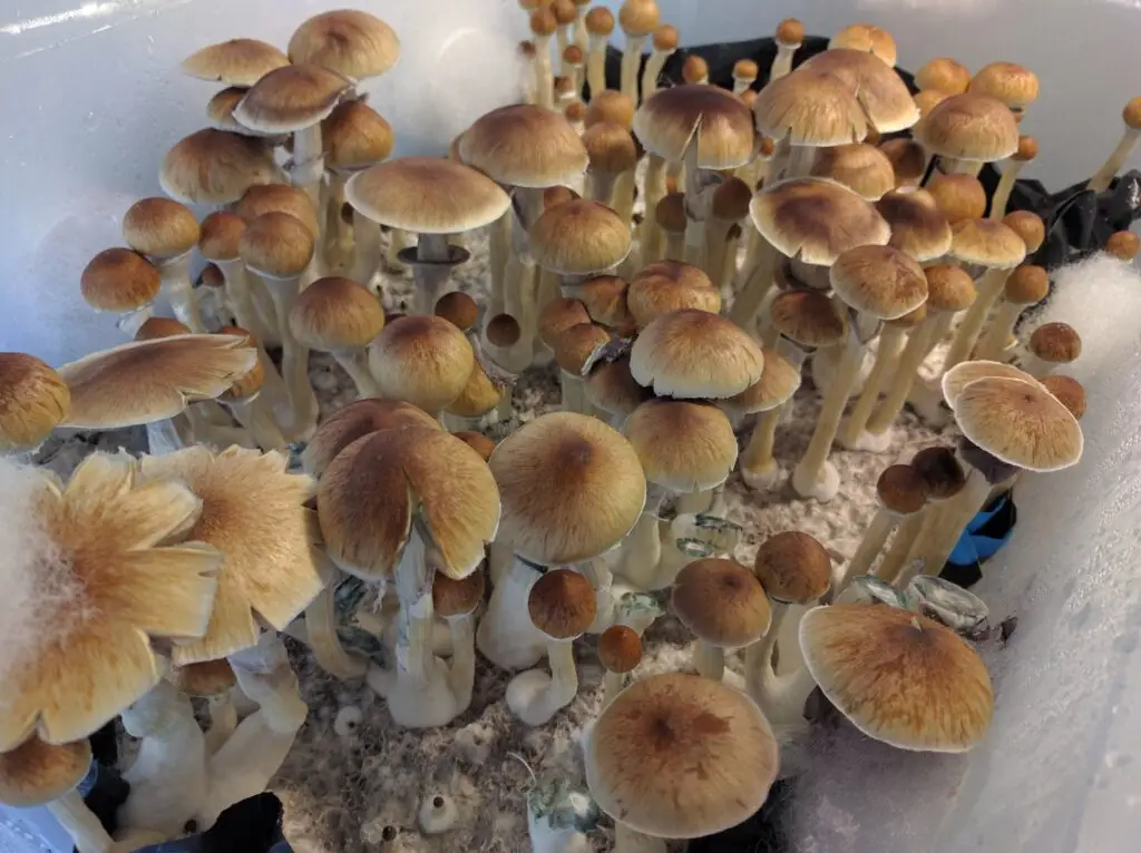 Golden Teacher psilocybin mushroom spores