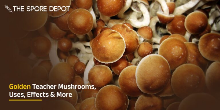 Golden Teacher Mushrooms, Uses, Effects & More