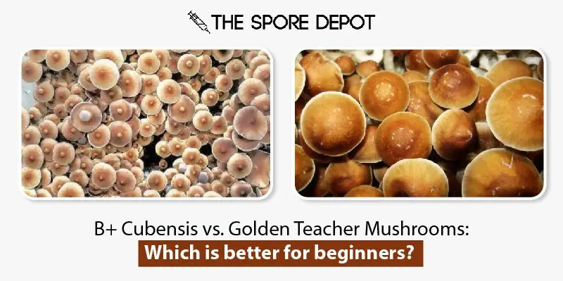 B+ Cubensis vs. Golden Teacher Mushrooms: Which is better for beginners