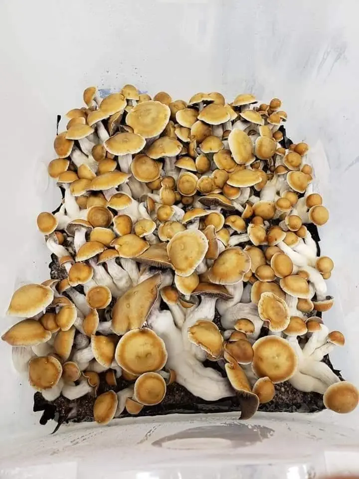 psilocybe cubensis