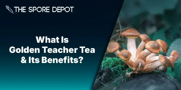 What Is Golden Teacher Tea & Its Benefits