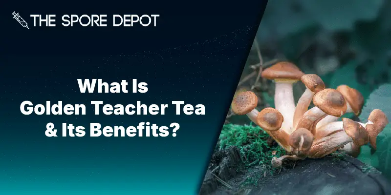 What Is Golden Teacher Tea & Its Benefits