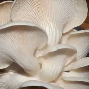 Pearl Oyster Mushroom Gourmet liquid culture