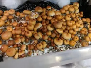 Cubensis Golden Teacher Mushroom Spores