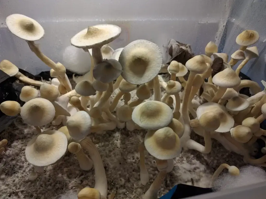 Are Mushrooms expensive to grow