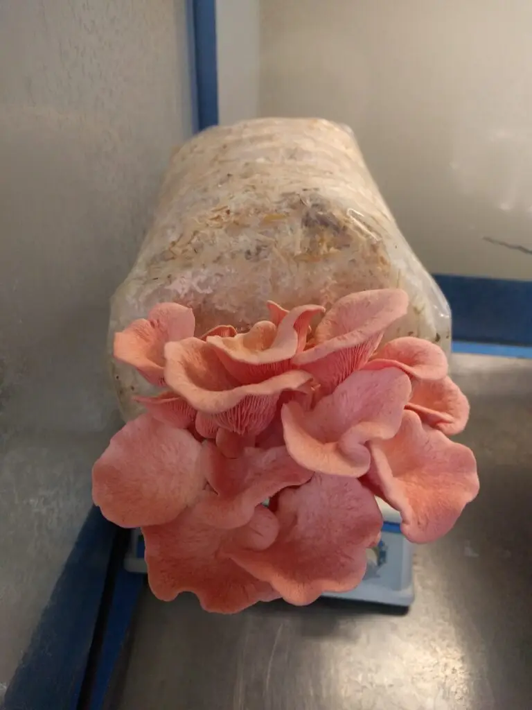 Pleurotus djamor Pink Oyster