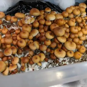 Cubensis liquid cultures