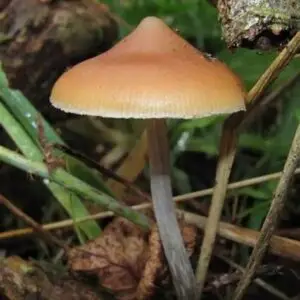 psilocybe azurescens mushroom