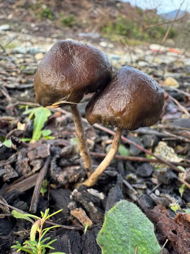Psilocybe baeocystis Mushroom Spores
