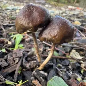 Psilocybe baeocystis Mushroom Spores