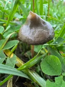Psilocybe semilanceata Mushroom Spores