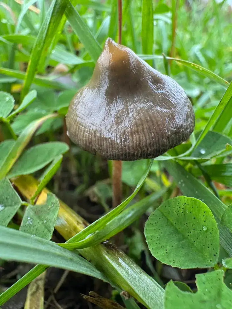 Psilocybe semilanceata Mushroom Spores