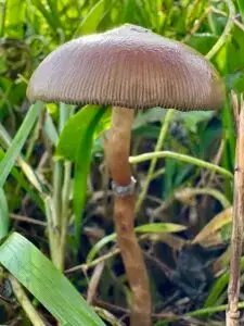 Psilocybe stuntzii Mushroom Spores