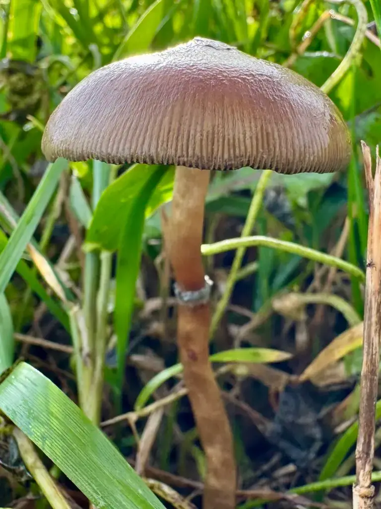 Psilocybe stuntzii Mushroom Spores