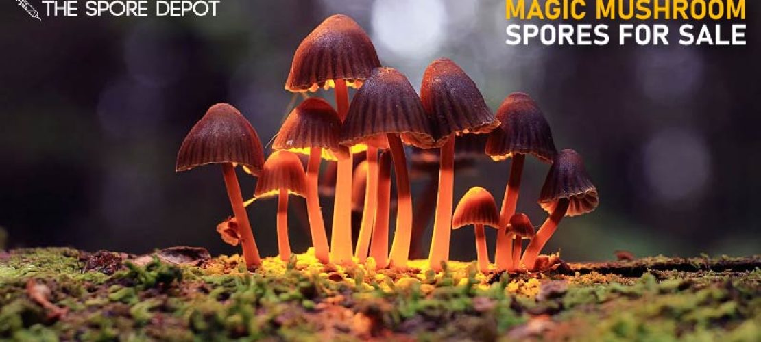 What are magic mushrooms| Buy magic mushroom spores for sale