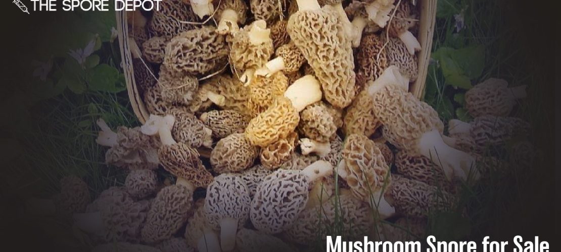 Buy online mushroom spore for sale for your next research