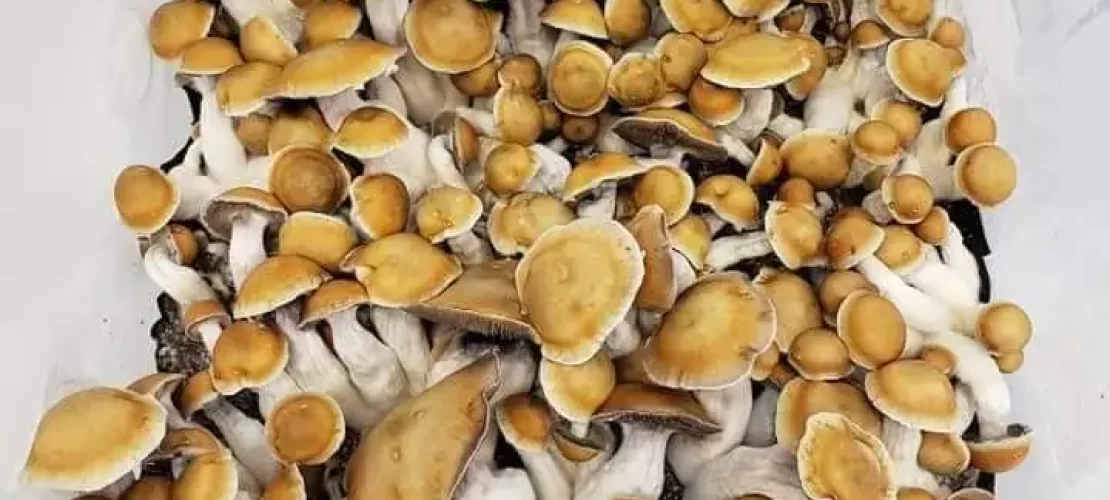 psilocybe cubensis