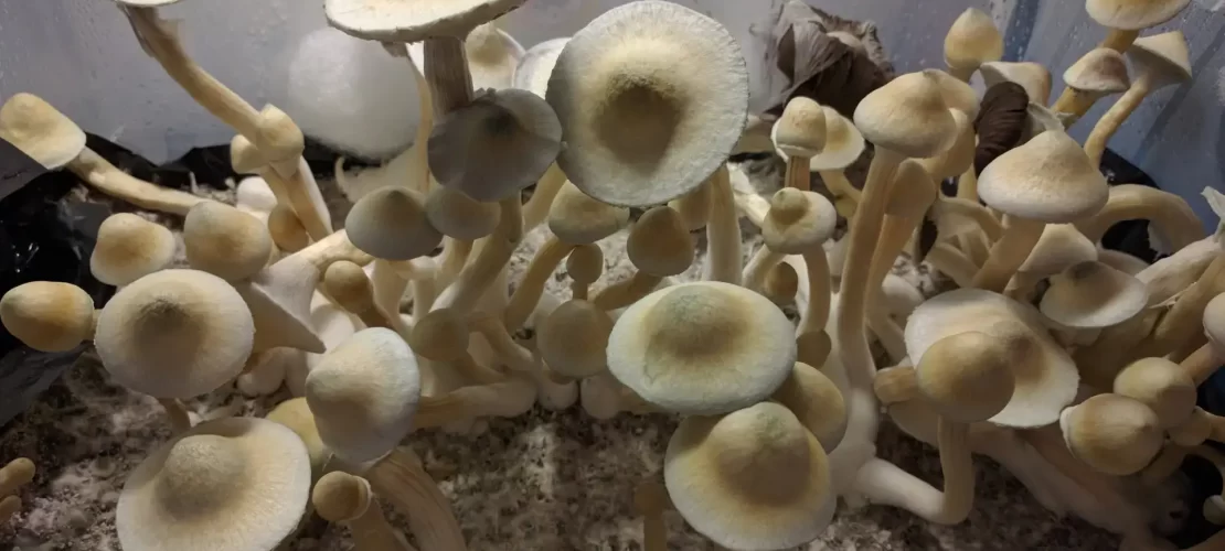 Are Mushrooms expensive to grow