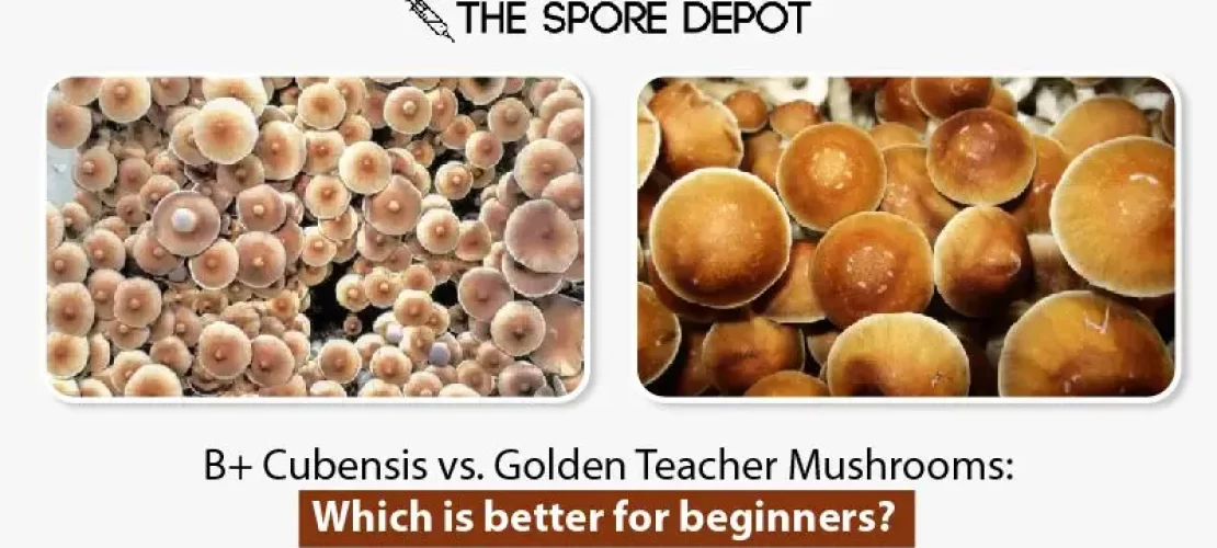 B+ Cubensis vs. Golden Teacher Mushrooms: Which is better for beginners