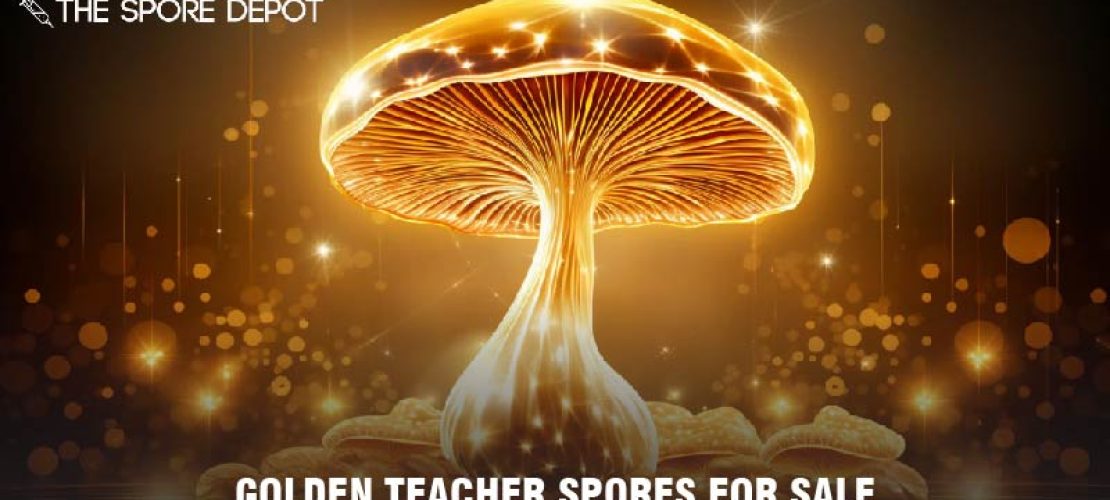 Buy High-Quality Golden Teacher Spores for Sale