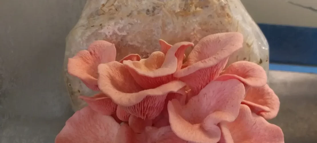 Growing Pink Oyster Mushrooms